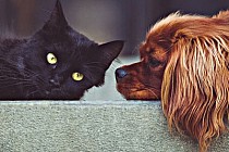 Zdjęcie przedstawia psa i kota